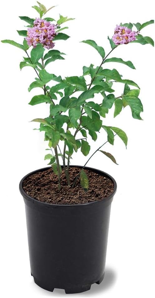 Natchez Crape Myrtle, Exfoliating Bark, Cotton-White Flowering, Vivid Foliage, 12-18 in. Tree Height, 1 gal Nursery Pot (Due to Agricultural Laws, we Cannot Ship to CA, AZ, AK, or HI), 2 Trees