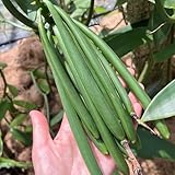 semillas de orquídea vainilla - Vanilla planifolia - perenne resistente jardín interior exóticas 30pcs