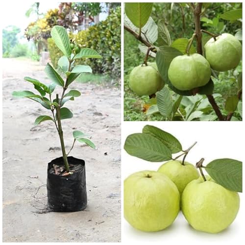 Image of Guava Plant Hybrid Air Layering, 1 Plant (Guava(Kohir Safeda),CF SG47