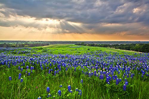 Bluebonnet Photography Print Set, Complementary Texas Bluebonnets Sunset Views, Orange & Purple Photo Set, Texas Home Decor Wall Art, Set Of Four Images 5X7 To 16X24 #TOP3