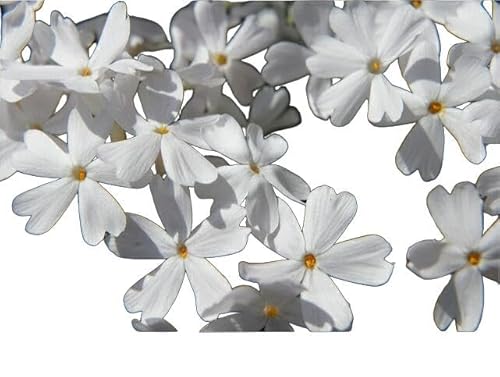 芝桜 （ シバザクラ ） モンブランホワイト 3号ポット苗 宿根草 苗 多年草 耐寒性 常緑 グランドカバーのサムネイル