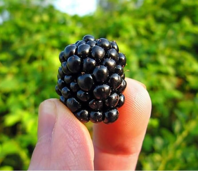 'Tahi' Black Raspberry Plant - Thornless Black Raspberry Plants - Live Plants (2)