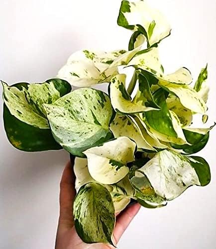 Flowery Foliage Rare Manjula Pothos / Money Plant Live Plant, With Pot, Care Guide & Freebies
