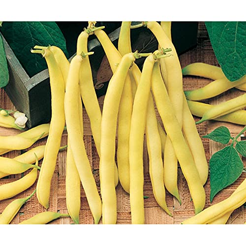 Sementes de Feijão de Vagem Amarelo Baixo Pcte C/ 1kg