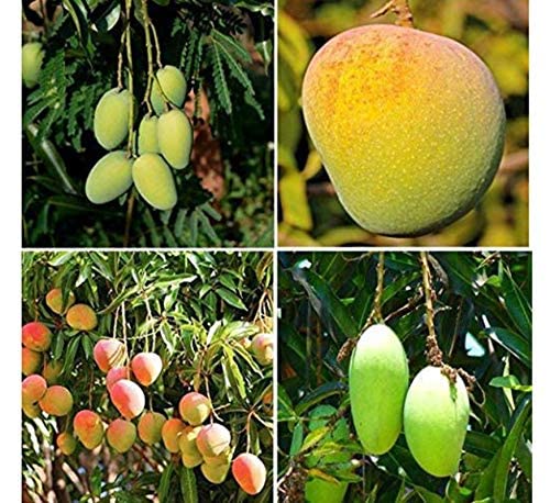 See full amazon price history chart for Mphmi Mango Plants Combo (Pack of 4)- Dasheri, Mallika, Badami and Kesari Mphmi Mango Plants Combo (Pack of 4)- Dasheri, Mallika, Badami and Kesari (B08T63MYB6) Amazon Price History, Amazon Price Tracker