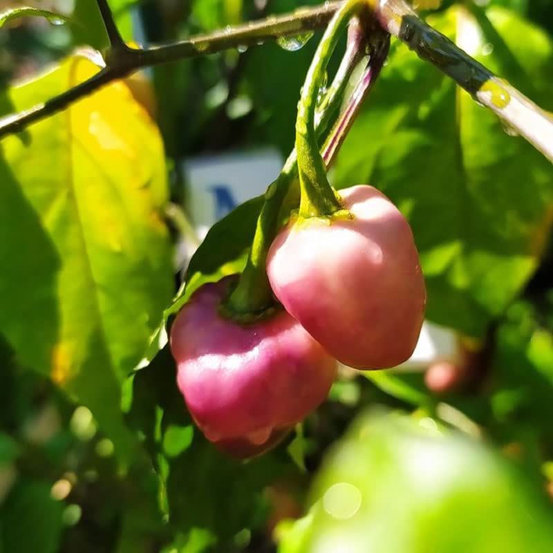 Fidalgo Roxa,10 Seeds,Capsicum chinense (430)