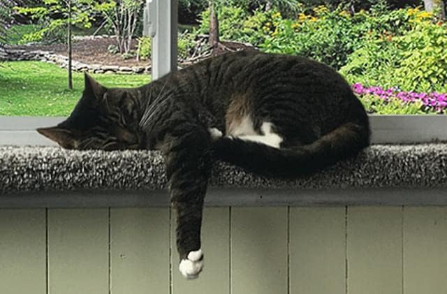 Miniatura 4 de PURRCHED Percha para gato, percha para ventana de gato, cama para gato, asiento para gato, fabricado en los Estados Unidos, resistente, seguro y