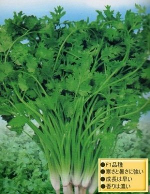 新鮮なパクチー5キロ 5kg】通年栽培！！茨城県産NO.1の今朝獲れ新鮮パクチー