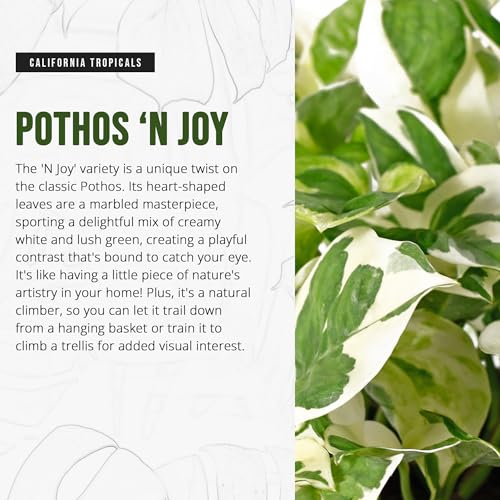 image for California Tropicals Pothos 'N Joy - 4