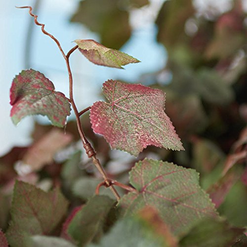 Factory Direct Craft Mixed Artificial Autumn Grape Leaf Bush - Cascading Fall Grape Leaves Greenery Bush for Vineyard Tuscan Home Decor or Weddings (32 inches)