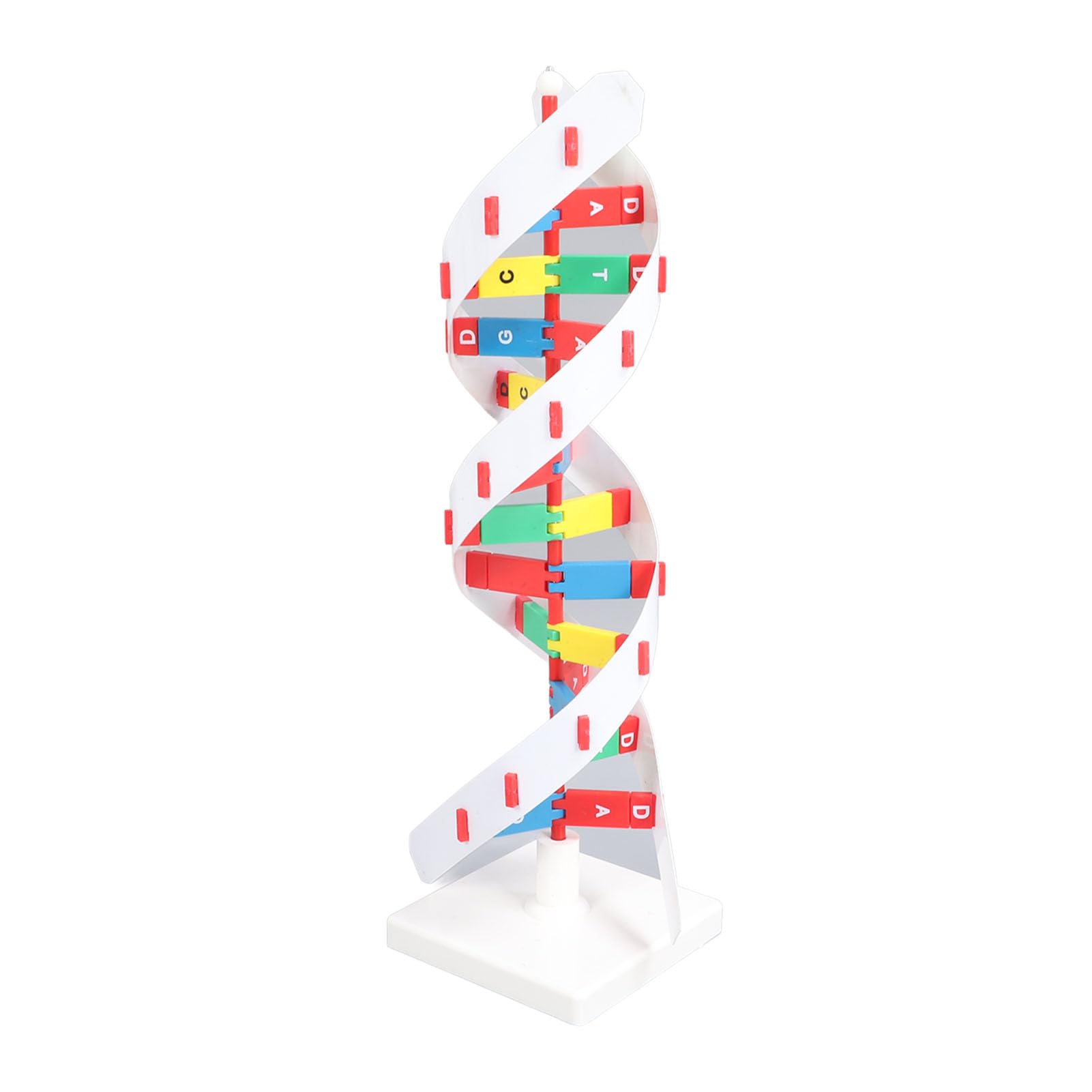 Kit Moo di DNA Fai-da-Te, Kit Educativo di Biologia Molecolare, Struttura a Doppia Costruibile, Strumento di Apprendimento Visivo Vivace per Studenti e Aule