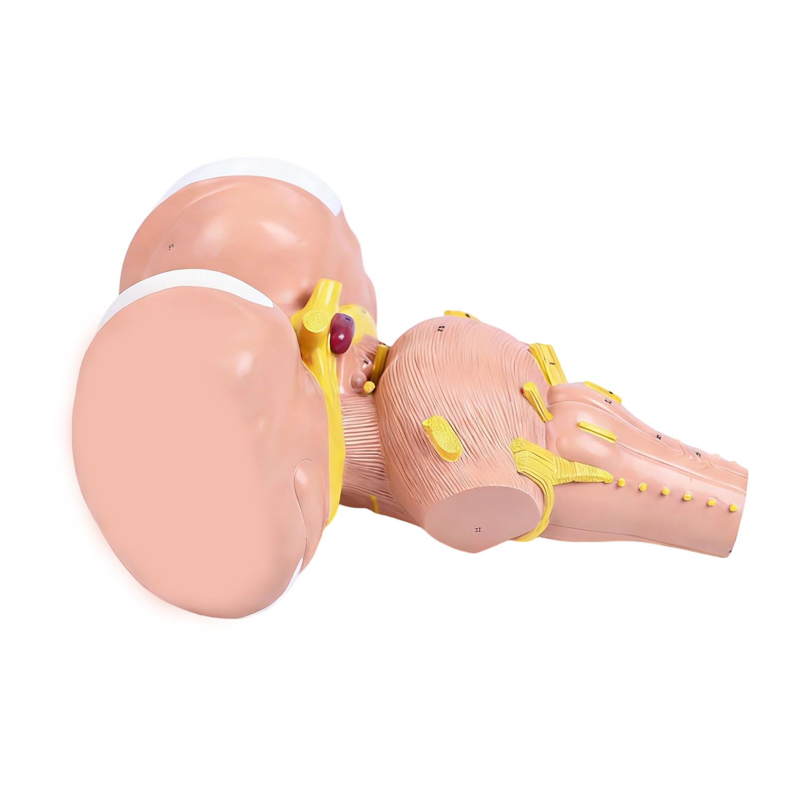 Modello anatomico del tronco cerebrale umano ingrandito 3x per programmi istruzione e formazione medica avanzati Costruzione in PVC Modello anatomico in PVC