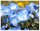 3000 Baby Blue Eyes Wildflower Seeds - California Native Wildflower - Nemophila Menziesii Seed