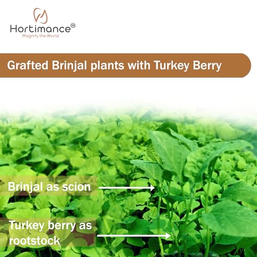 Image of Hortria Turkey berry seeds used for grafting brinjal and tomato, 10 grams, Contains 10000 seeds.
