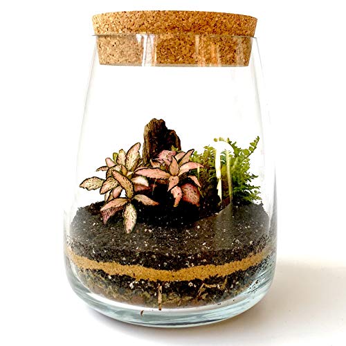 Handgemaakte Clear Glas Diy Terrarium Kit Thuis Eco Tuin Display Bloempot Indoor Centrepiece 14cm Hoogte