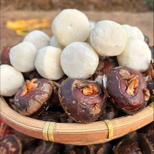 castañas de agua comprar semillas del zapote, resistentes de castaña de agua de balcón con en forma de columna, 125pcs