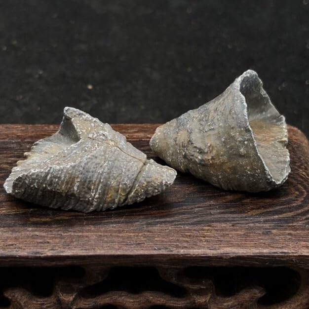 Rare Exquisite Morocco Coral Fossils from the Ice Age