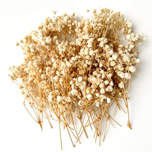 VINEST Gypsophiles artificielles pour le bricolage : 100 pièces gypsophiles séchées naturelles mini fleurs séchées décoratives fleurs séchées pour...