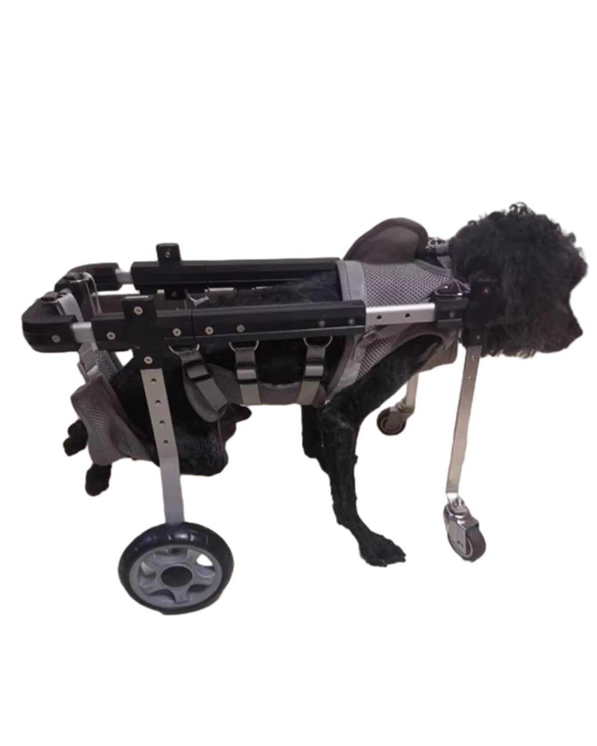 Aide au levage des pattes chien paralysé fauteuil roulant 4 roues