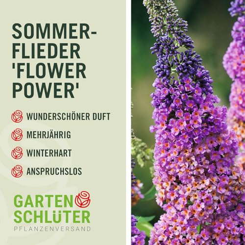 Sommer-Flieder 'Flower Power' (Buddleja Davidii) - Mehrfarbiger Schmetterlingsflieder von Garten Schlüter