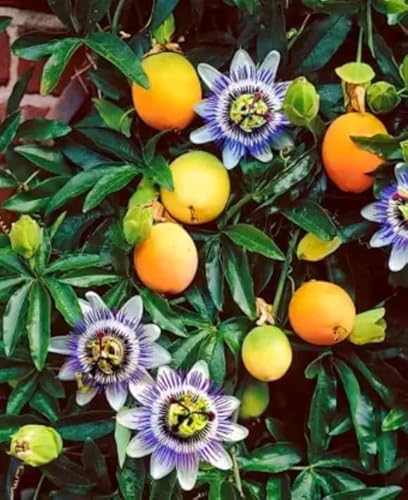 Yellow Passion Fruit Plant For Planting, Edible Passionfruit Vine Live Plant Indoor Outdoor 5 Inch #TOP29
