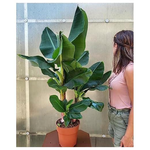 POWERS TO FLOWERS - BANANO XXL, PIANTA DEL BANANO, VASO 18CM, pianta vera