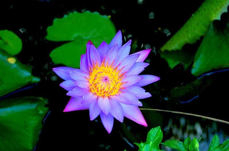 All Seasons Exotic Purple Lotus Flower Seeds - 15 Seeds Eco Pack (B0C6FJLSQ3) Amazon Price History, Amazon Price Tracker