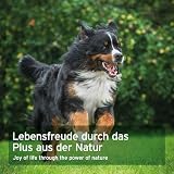 AniForte WermiX Pulver 20g für Hunde - Natürlicher Wurmfeind, Naturprodukt Bei und Nach Wurmbefall