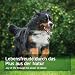 AniForte WermiX Pulver 20g für Hunde - Natürlicher Wurmfeind, Naturprodukt Bei und Nach Wurmbefall