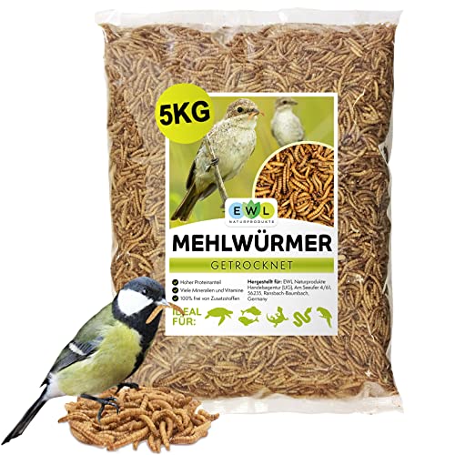 Eichhörnchen Als Haustier Kaufen Die 15 besten Produkte im Vergleich kita.de Ratgeber