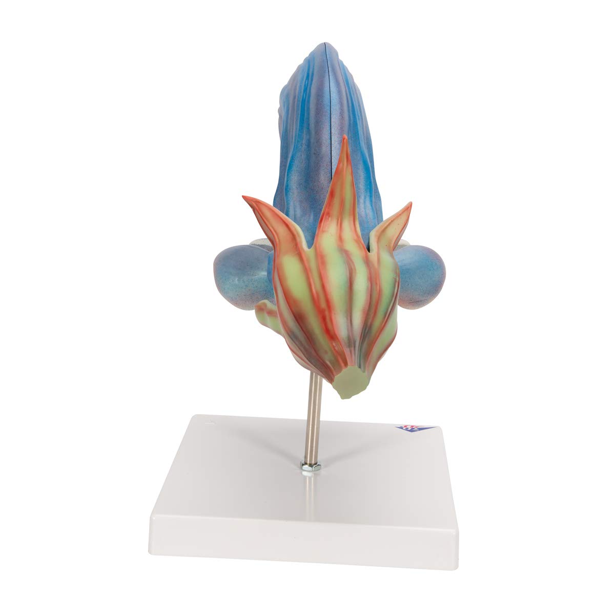 3B Scientific - Wiesensalbeiblüte (Salvia pratensis), Modell