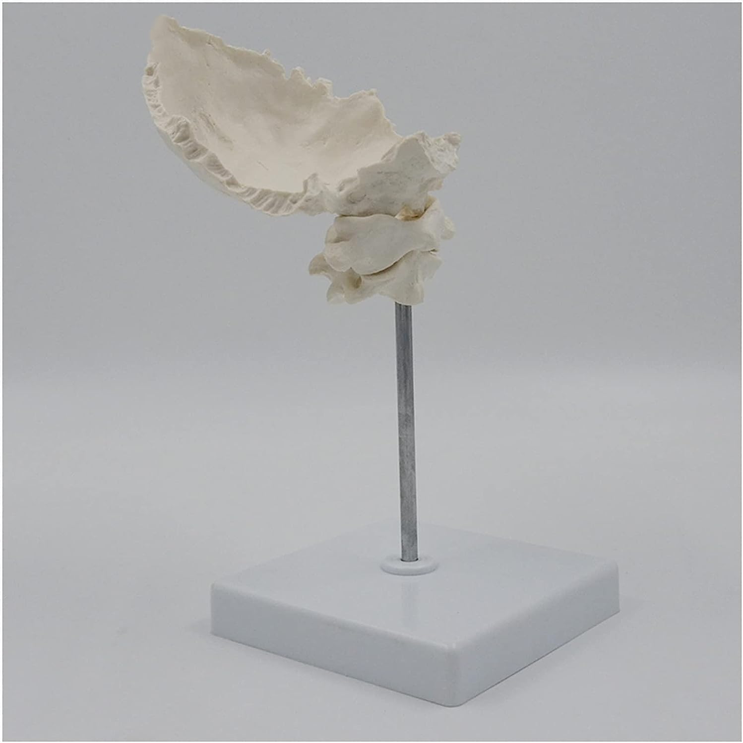 Human Skull Anatomy Model, Occipital Bone Cervical Spine Model, Life Size Occipital Bone & Cervical Vertebrae Anatomical Model with Base, for Medical Teaching Training