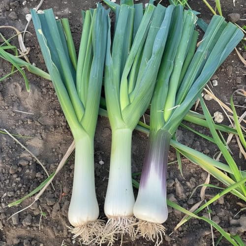 200 Semillas de Puerro - SemiSauvage Permacultura