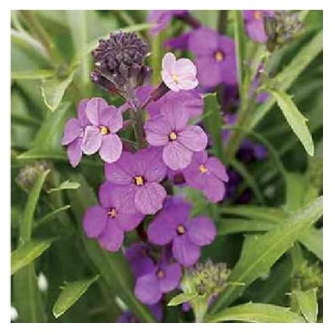 WallFlower 'Little Kiss Lilac' Seeds by PlantGenesis Cover