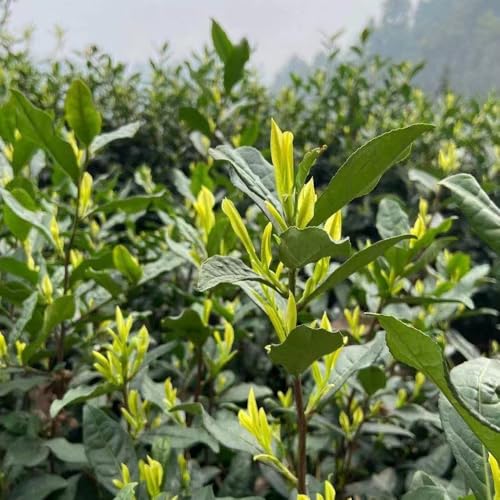 Semillas de té verde plantas de hoja perenne resistentes Planta de té de semillas de árbol planta de interior plantas de jardin plantas perennes plantas perennes resistentes -Serie de 20pcs
