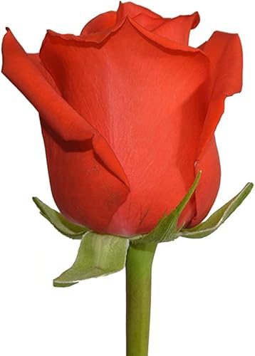 Miniatura 4 de ENTREGA hasta el martes 02/06 Garantizado SI Pedido realizado antes del 02/05 antes de las 2PM EST.KaBloom San Valentín PRIME PRÓXIMO DÍA ENTREGA -