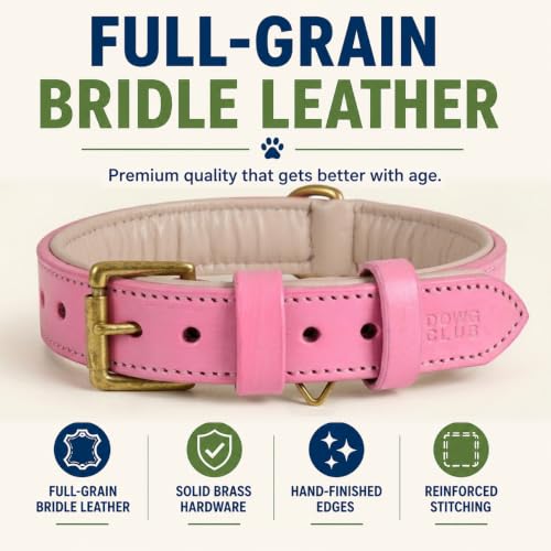 Image of Genuine Leather Dog Collar, Light Pink, Medium, Brass Buckle, Padded | 1 Inch Wide, Fit Neck Size - 14.5 inch - 18.5 inch, Double D Ring, Adjustable, Thick Leather, Heavy Duty, Soft Leather padding