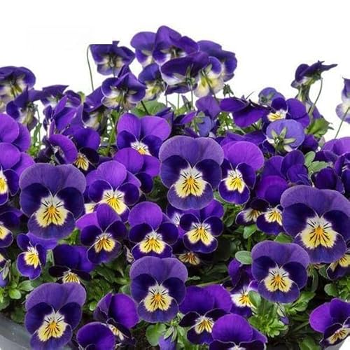 ビオラ：フィオリーナ ブルーイエロー3.5号ポット 3株セットのサムネイル