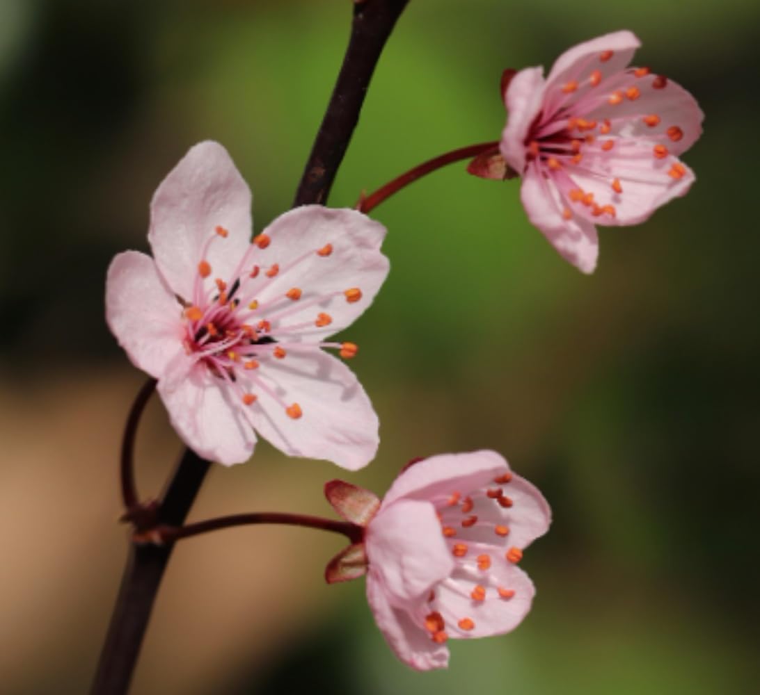 Planta natural Prunus pisardii, 140-150 cm. Ciruelo. Árbol ornamental con hojas moradas y flores rosadas, ideal para jardines. Segura Garden.
