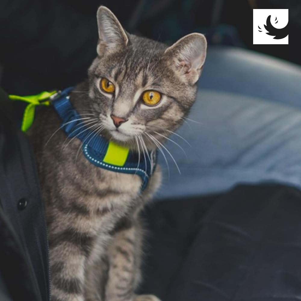 RC Pets Harnais de contrôle de moto multi-usage, robuste et respirant pour chiens et chats | Taille L, baie de Goji/bordeaux
