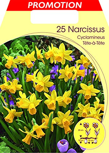 BULBI AUTUNNALI NARCISO CYCLAMINEUS TETE A TETE CONFEZIONE DA 25 BULBI BULBS BULBES