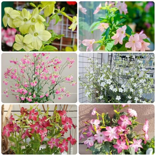 tabaco ornamental - semillas de tabaco ornamental de jardín balcón semillas tapizantes resistentes al invierno ornamentales 400semillas