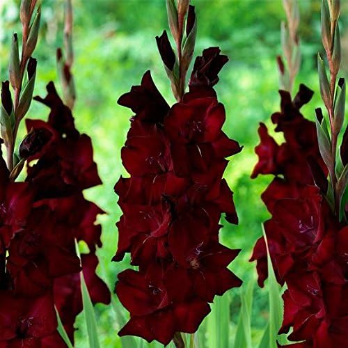 Gladiolus Bulbs (Corms) "Espresso" Darkest Red Gladiolus