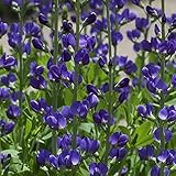 Outsidepride Blue False Indigo Seeds for Planting - 50 Pcs Perennial Flowers with Tall Growth Habit, Cold Tolerant, Nitrogen-Fixing Legume Plants, for Cooler Climates, & Pollinator Gardens