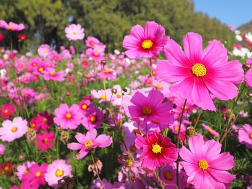 Image of Cosmos Flower Seeds Mix Pack of 50 Plus Seeds Multicolor Seasonal Flower Seeds for Home Garden Balcony Pots Outdoor Gardening