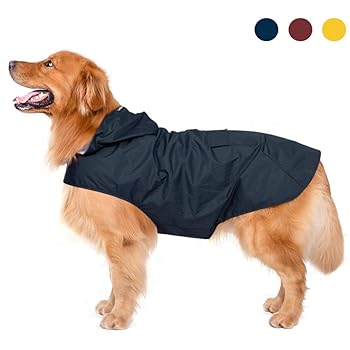 basset hound border collie mix