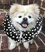 Puppy Bumper-Rainy Day (Waterproof) Keep Your Dog on the Safe Side of the Fence - Black DOT - 10"-13"