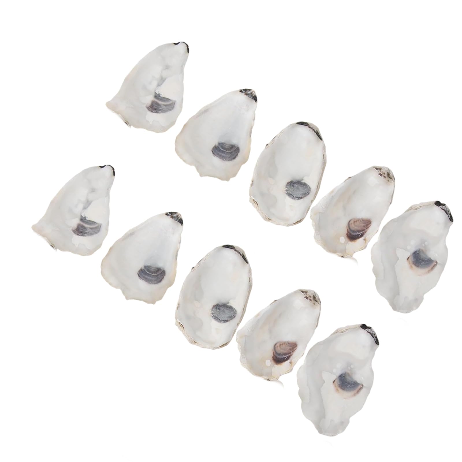 Elnwnnkc Natural Oysters Shells for Diys Crafting Christmas Ornaments Decoupage Beach Decors Concave Oysters Shells for for Home Vase Filler
