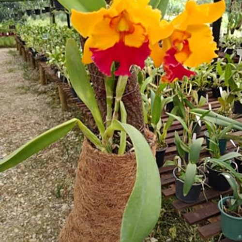 Kit 02 Mantas De Fibra De Coco Orquídea Bromélia Jardinagem