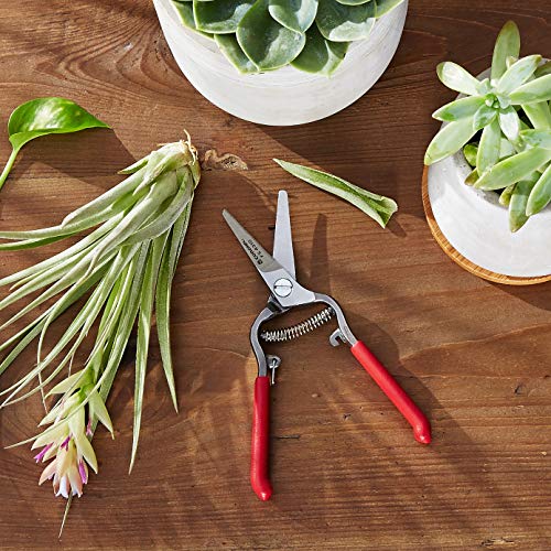 Corona Fs 4310 Bonsai & Orchids Mini Shear With Vinyl Coated Steel Handles, 1-1/4-Inch #TOP2